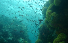 Anilao, Batangas
