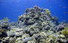 Dahab