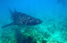 Maldives