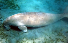 Marsa Alam