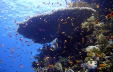 Sharm El Sheikh