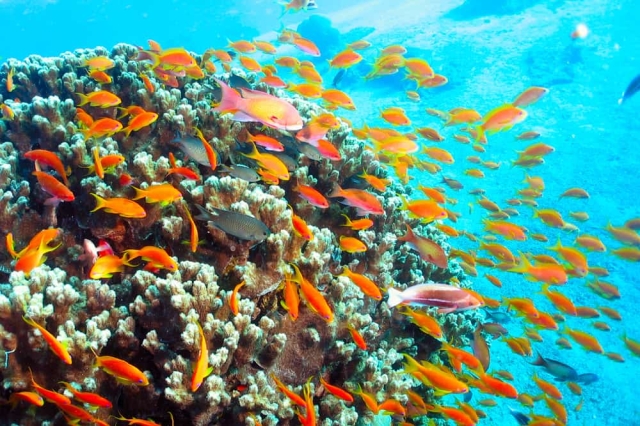 diving review aqaba
coral aqaba scuba diving review