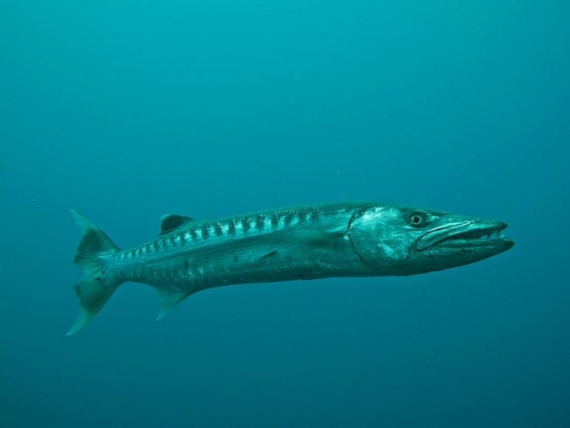 Barracuda, Majestic  - Bali