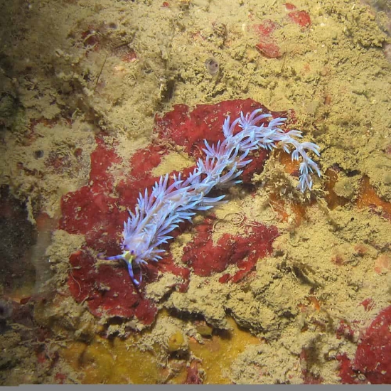Blue Nudibranch Lembeh - Lembeh Strait