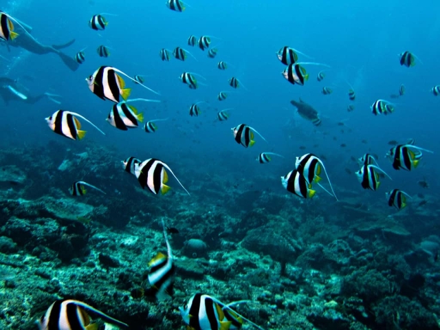 Bunaken