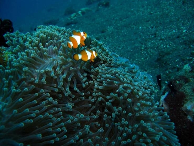 Clown fish and anemone - Bali