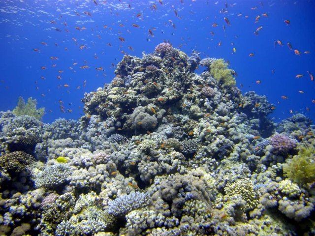 Dahab