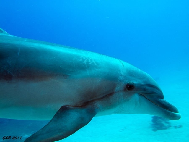 dolphin swim eilat reviews dolphin eilat review