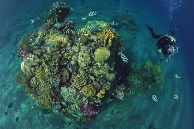 eilat diving review eilat-reef-scuba-diving-review