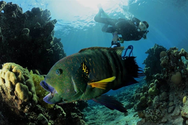 reef diving eilat israel scuba diving eilat israel