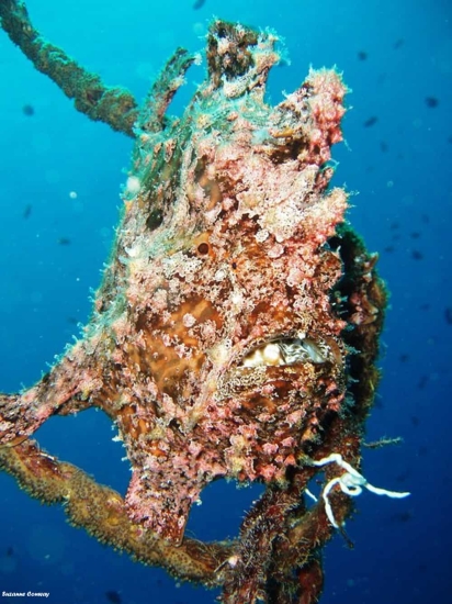 frogfish diving aqaba frogfish diving aqaba