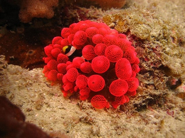 Malaysia