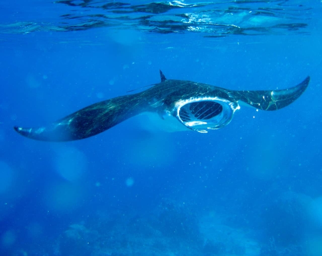 manta ray in Komodo during a diving liveaboard cruise manta ray in Komodo during a diving liveaboard cruise
