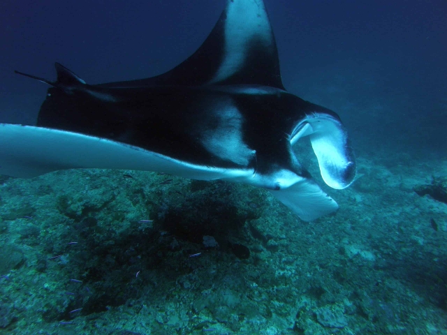 This a Manta Ray in Maldives Diving Review and Snorkelling. Manta Ray Maldives Scuba Diving Review