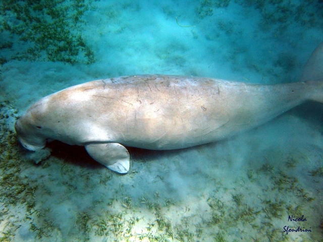 Marsa Alam