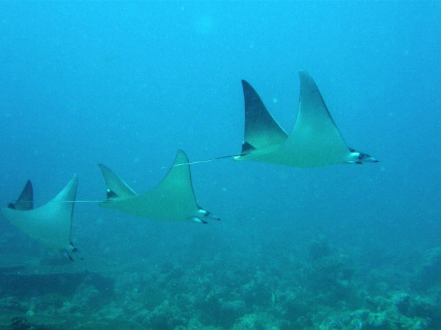 Mobula Diving Maldives Travel Review Mobula Diving Maldives Travel Review