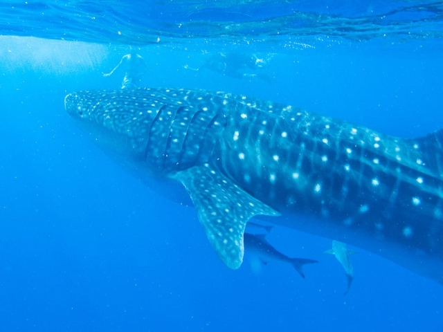 Ningaloo Reef