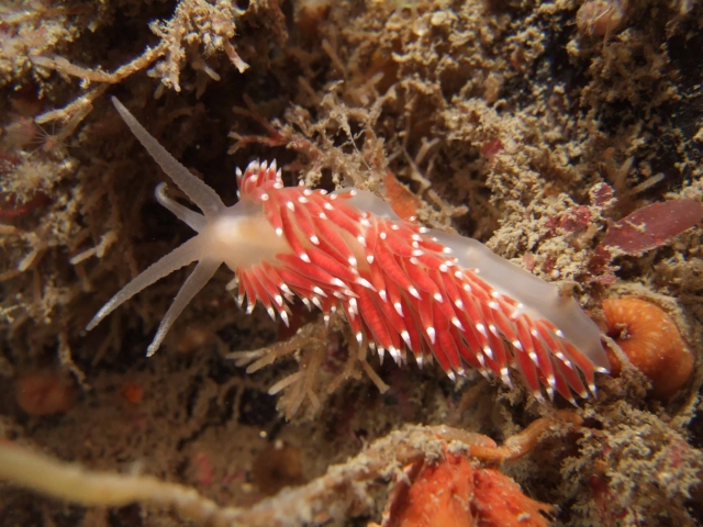 nudibranch-diving-cornwall nudibranch-diving-cornwall