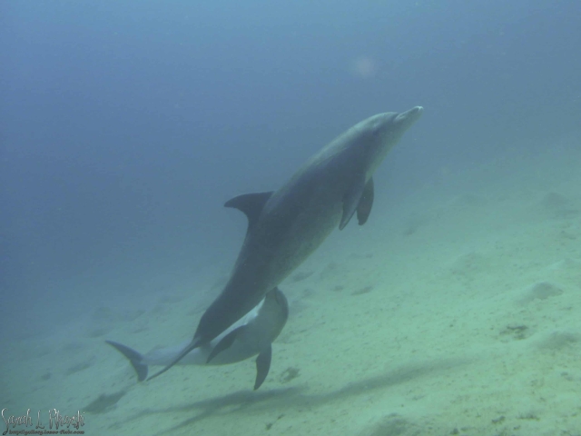 Dolphin Nuweiba Diving Diving Nuweiba Dolphin