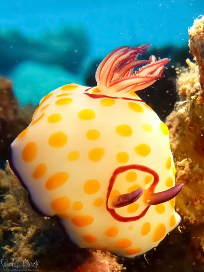 Nudibranch Nuweiba Diving Red Sea Nudibranch Nuweiba Diving Red Sea