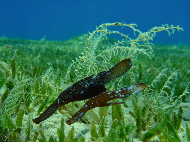 Review Diving Nuweiba Diving Nuweiba Review