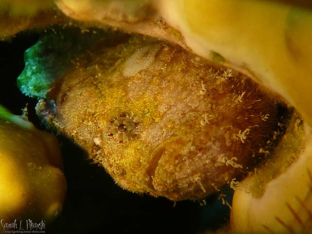Macro Diving Nuweiba Review Macro Diving Nuweiba Review
