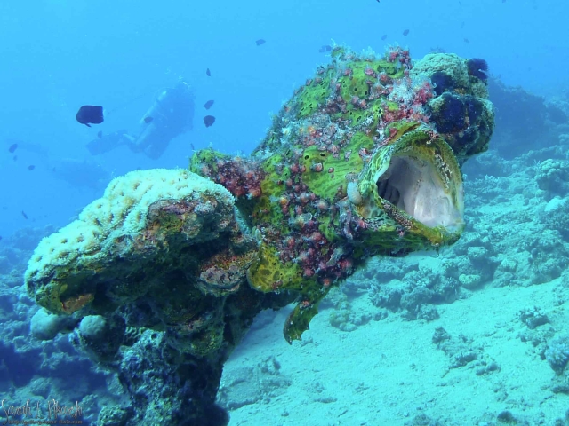 Nuweiba Giant Frog Fish Diving Nuweiba Giant Frog Fish Diving