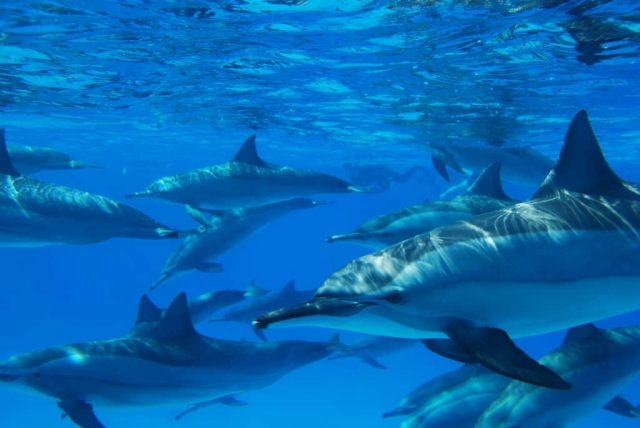 Red Sea, Egypt
