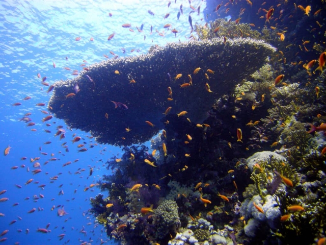 Sharm El Sheikh