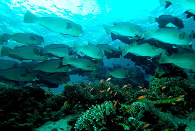 Sipadan