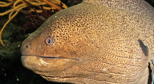 Moray Eel Closeup, Ray