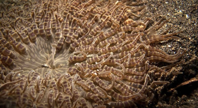 Closeup Coral