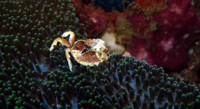 Crab On Coral Reef