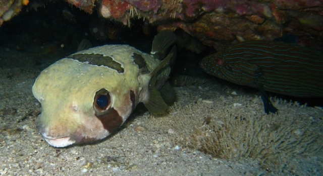 Pufferfish Below