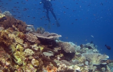 Wakatobi