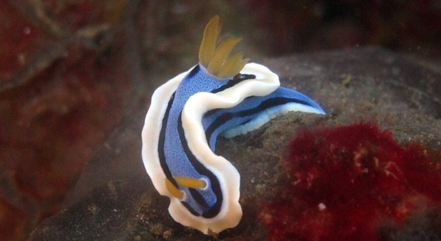 Blue White Nudibranch