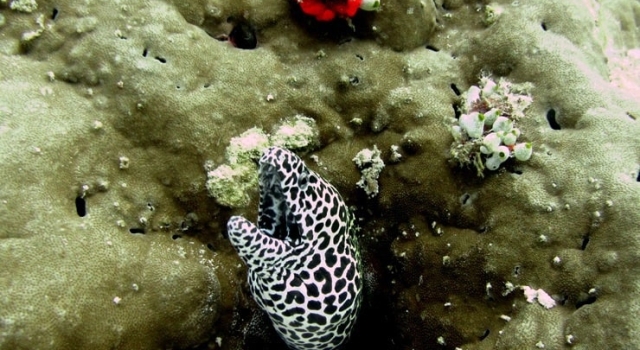 Black Spotted White Eel