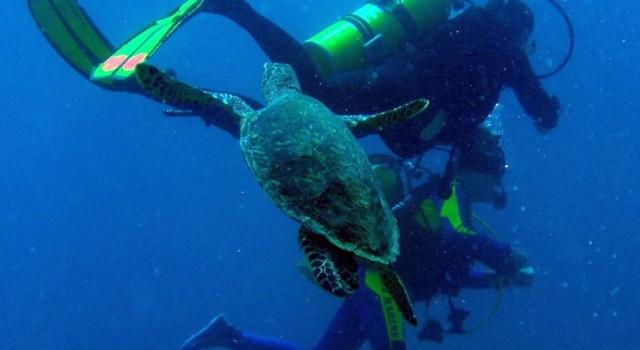 Turtle Playing With Divers