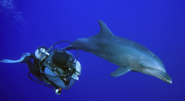 Dolphin and scuba diver side by side...