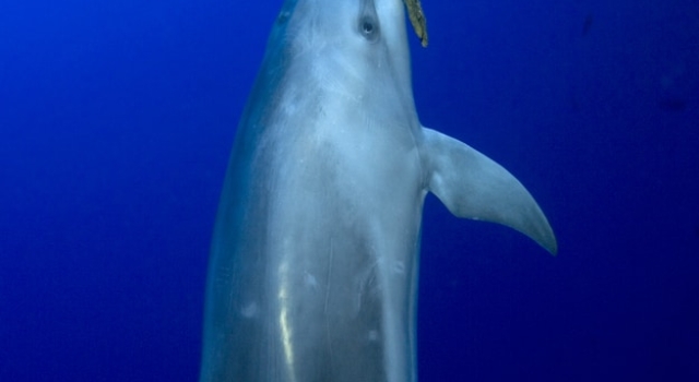 Dolphin Sea